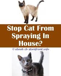 10 Beyond Words Cat Spraying Animals Cat Spray Cat Urine Cat Spray Smell
