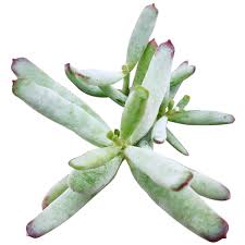 Image result for Cotyledon barbeyi