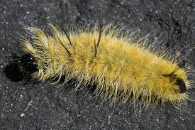 This caterpillar found in Texas is cute but toxic
