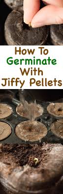 The average time for marijuana seeds to germinate mostly depends on the type of seeds and the germination method. How To Germinate Marijuana Seeds With Jiffy Pellets How To Weed