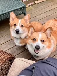 Corgi participating in the Independence Day pet parade