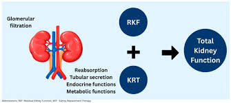 Image result for Renal Function