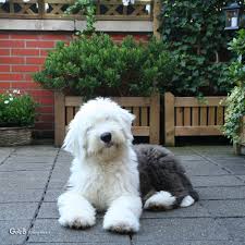 Puppydays Ft Rhea Rheaenlisa Sheep Dog Puppy Old English Sheepdog Puppy Old English Sheepdog