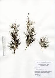 Image result for Stuckenia