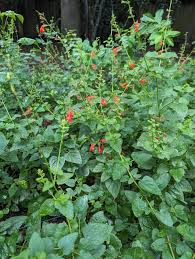 Image result for Salvia coccinea