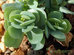 Image result for Kalanchoe rotundifolia