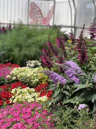 You probably are well aware that butterflies are drawn to certain plants and flowers.4 x. We Built A Butterfly House Garden Crossings