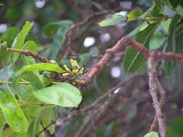 Image result for Strychnos pungens