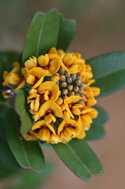 Image result for Fabaceae subfamily Papilionoideae