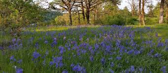 Wildflower Season In Oregon Is Here Find These Flowers On The Trails Metro See oregon revised states section 564.020(2); wildflower season in oregon is here