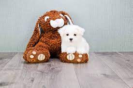 Small Breed Puppies For Sale Teacup Pups For Sale In Ohio Premier Pups Puppies Puppies For Sale Yorkie Puppy