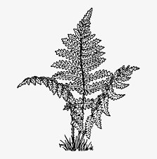 Vascular tissue in plants is comprised of xylem seedless vascular plants such as club mosses and horsetails came next in the devonian period. Deer Fern Drawing Vascular Plant Fern Clipart Black And White Png Image Transparent Png Free Download On Seekpng