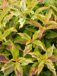 With its naturally neat and tidy habit, little pruning should be required. Weigela Florida My Monet Sunset My Monet Sunset Weigela From Prides Corner Farms