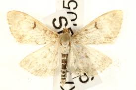 Image result for Anania perlucidalis