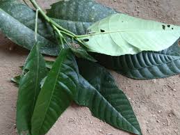 Kisah tentera jin islam di hutan empangan ahning kisah mejar fitri. Pokok Halau Jin Dari Rumah Kerusi Buluh