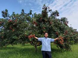 Rambutan berasal dari selatan china, vietnam, laos, kemboja, thailand, myanmar, malaysia, indonesia dan sri lanka. Pesta Petik Makan Dan Beli Rambutan Di Mardi Serdang Esok