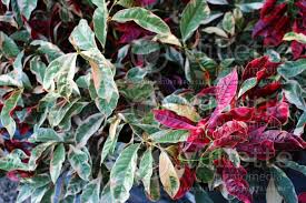 Image result for Excoecaria