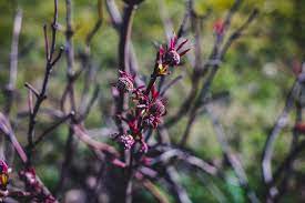 Guloseimas mais incríveis e exóticas do mundo, salgadinhos, balas, biscoitos, chocolates e muito mais. Papel De Parede Flores Natureza Plantas Flor Letonia Primavera Erva Riga Folha Flor Plantar Flora Flores Silvestres Botanica Planta De Terra Planta De Florescencia Arbusto Macro Fotografia 1440x960 Defalt