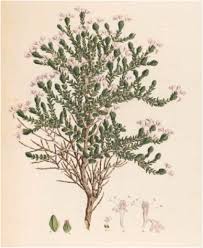 Image result for Ocimum minutiflorum