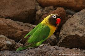 Its head is black, and it has a bright red beak and. Image Agapornis Personatus Yellow Collared Lovebird Biolib Cz