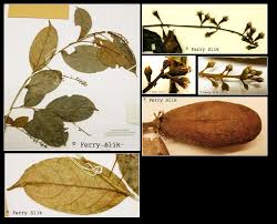 Image result for Homalium