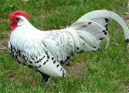 Silver spangled hamburg our sweet tess made too much noise for a city yard. Meet Animals Fancy Chickens Pet Chickens Beautiful Chickens
