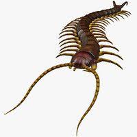 3d Model Of Centipede Modelled Centipede 3d Model Merchandise Design