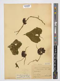 Image result for Lepistemon owariensis