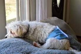If you want to make something to use all over the body, i would eliminate the. Diy Dog Diaper Step By Step Diy Instructions And Expert S Advice