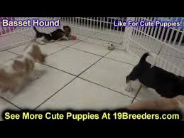 Check spelling or type a new query. Basset Hound Puppies For Sale In Athens Ga 07 2021
