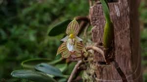 Image result for Pleiotaxis pulcherrima