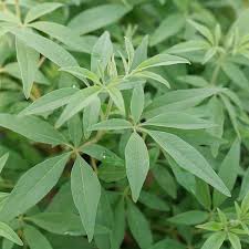 Image result for Vitex strickeri