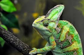 Check spelling or type a new query. Colour Changes Of Chameleons Are Not Only For Camouflage Scientific Scribbles