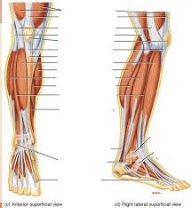 The accompanying muscle diagram reveals. Muscles Of The Leg Lateral View Of Right Leg Diagram Quizlet