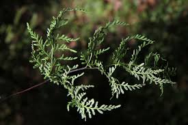Image result for Cheilanthes angustifrondosa