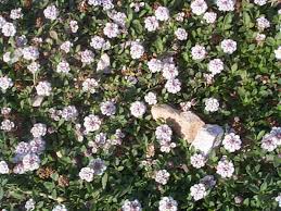 Image result for Lippia woodii