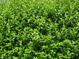 Sind die hecken erst einmal dicht gewachsen, halten sie unerwünschte besucher oft genauso gut fern wie mauern oder gitter. Heckenpflanzen Sichtschutz Wir Checken Alle Hecken