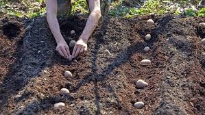 Kartoffeln ernten wann, kartoffeln tipps zu anbau pflege und ernte beetfreunde de. Kartoffeln Ernten Wann Ist Der Richtige Zeitpunkt Ndr De Ratgeber Garten Nutzpflanzen