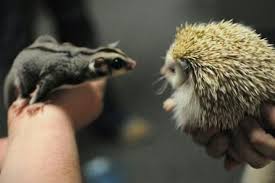 Hedgehog Vs Sugar Glider Sugar Glider Cute Little Animals Cute Animals