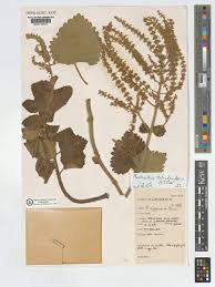 Image result for Coleus hadiensis