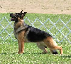 the german shepherd dog german shepherd guide