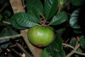Image result for Pouteria pseudoracemosa