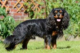 We did not find results for: Cavalier King Charles Spaniel Dog Breed Facts Highlights Buying Advice Pets4homes