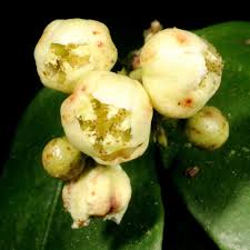 Image result for Garcinia volkensii