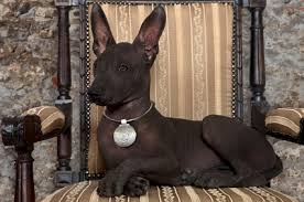 Xolos and basenjis also fall under what some people refer to as primitive breeds as they maintain a lot of the characteristics of their doggy ancestors the mighty xolo dog, guider of wandering spirits! Xoloitzcuintli Mexican Hairless Breed Information And Photos Thriftyfun