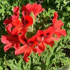 Image result for Pelargonium