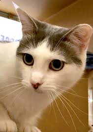 Together with petsmart charities, we help save over 100 pets every day through adoption. Dodger Is Available For Adoption At Brea Ca Petsmart Cute Cats Animals Kitty
