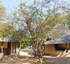 Image result for Oncoba