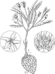 Image result for Raphionacme lanceolata