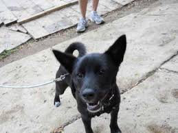 Black American Eskimo Dog American Eskimo Black Lab Mix Cute Dogs Gallery Black Lab Mix American Eskimo Dog Pictures